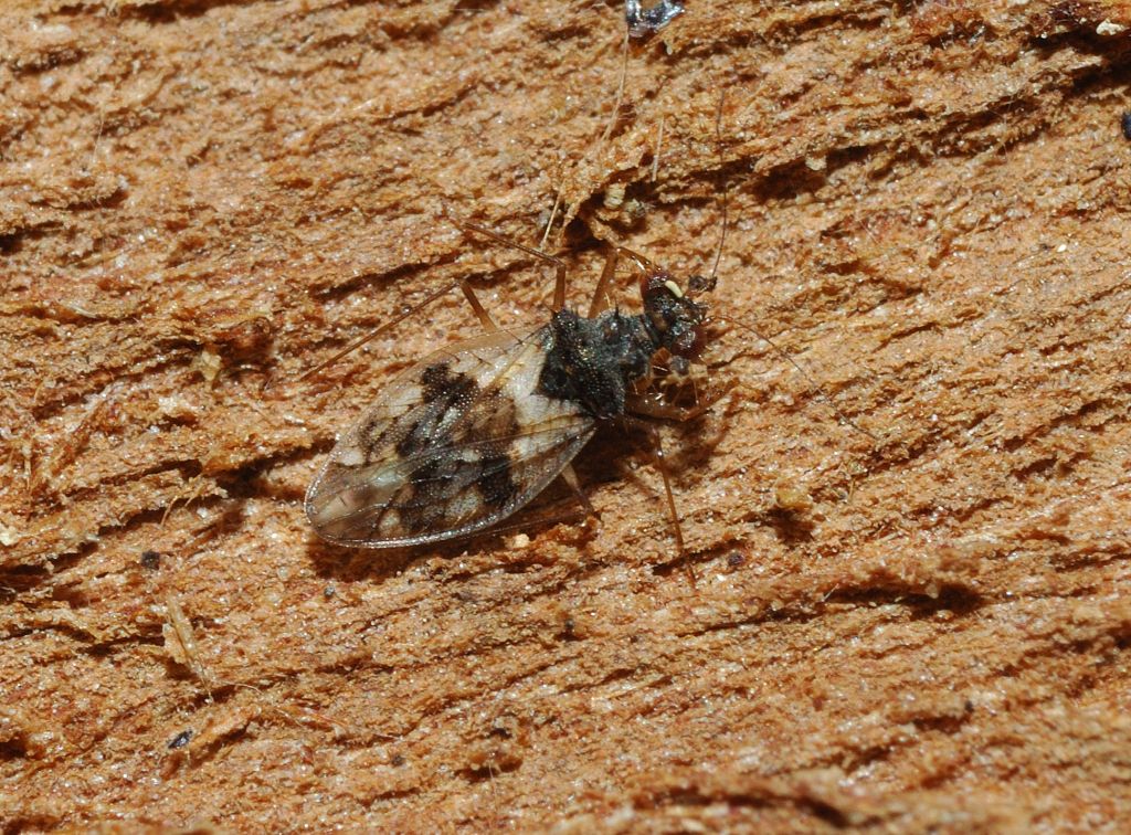 Leptopodidae: Patapius spinosus di Cerveteri