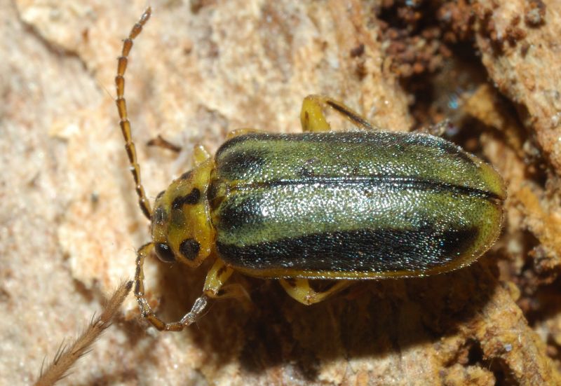 Xanthogaleruca luteola