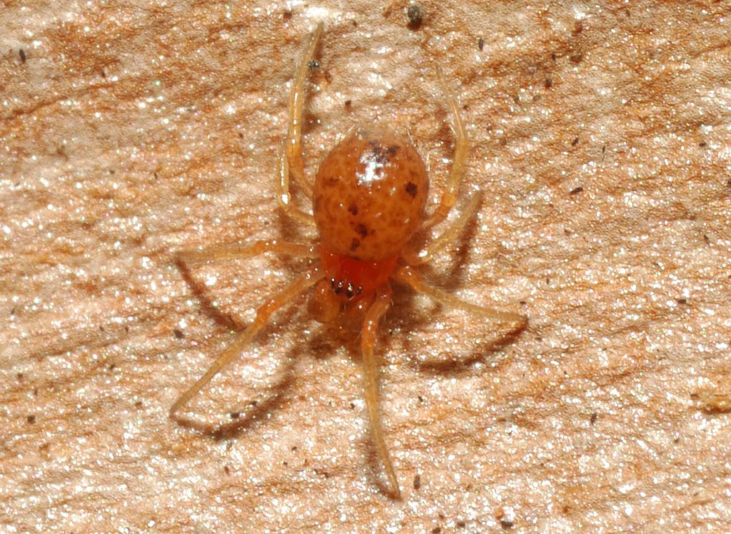 Ragno rosso piccolissimo (Theridiidae)