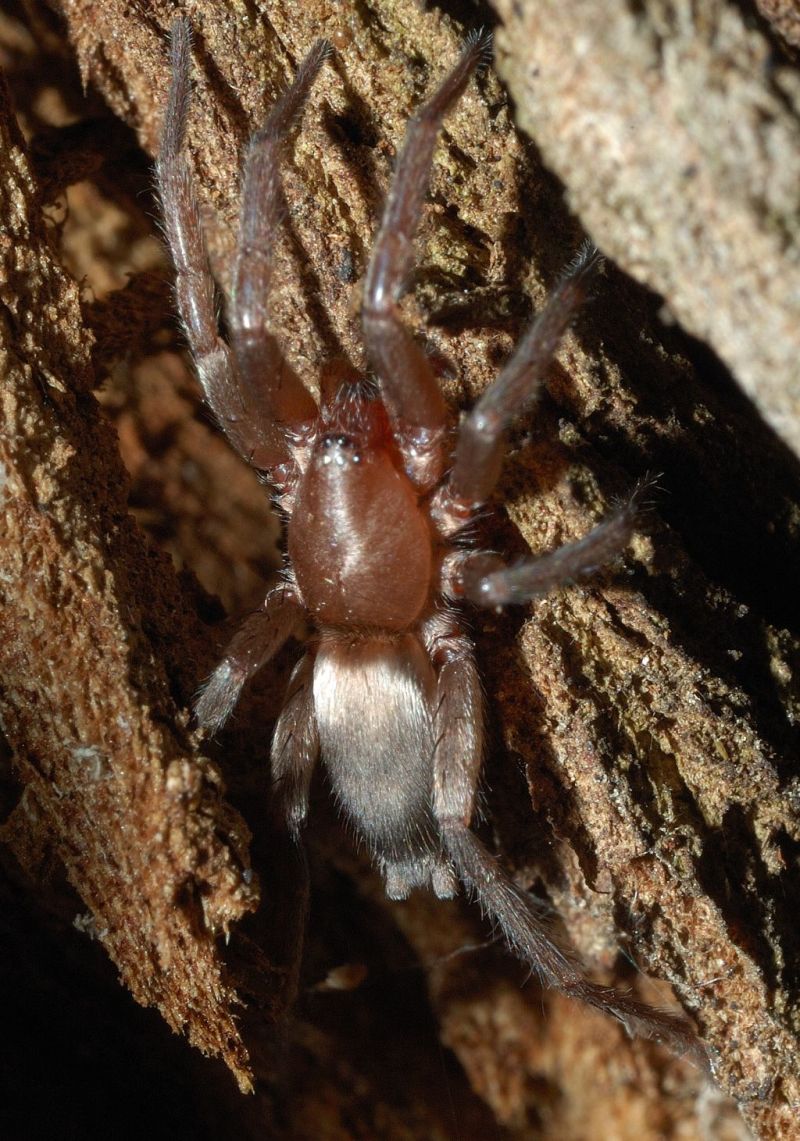 Scotophaeus blackwalli