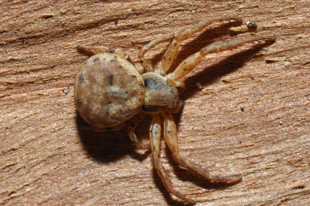 Xysticus sp, e Ozyptila sp.