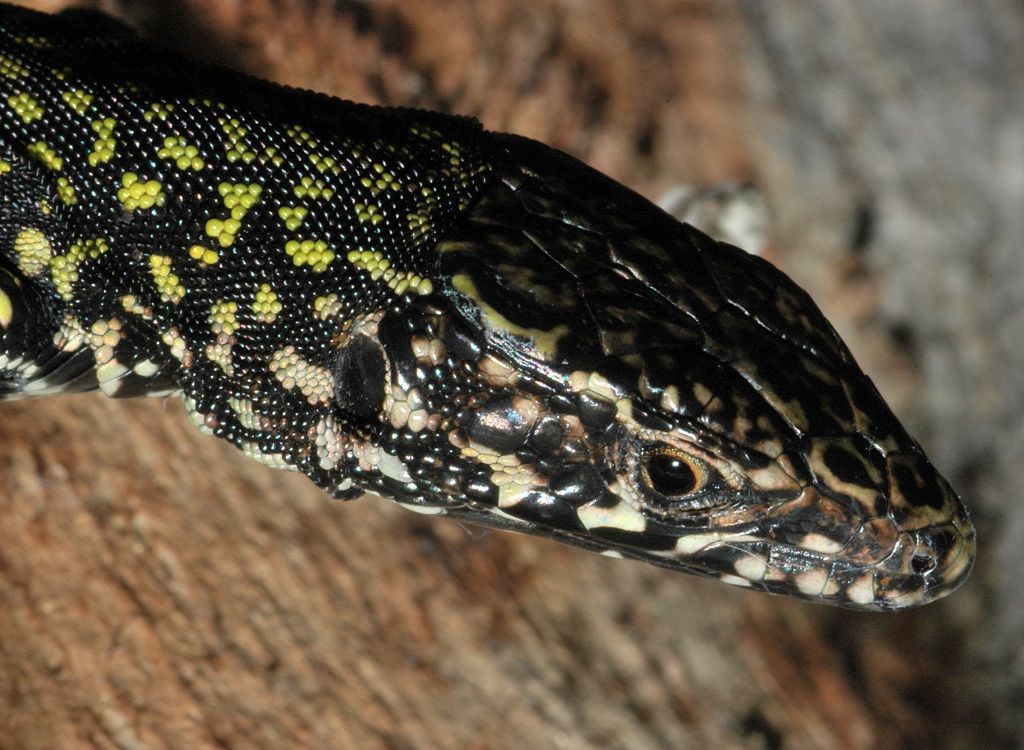 Podarcis muralis in primo piano