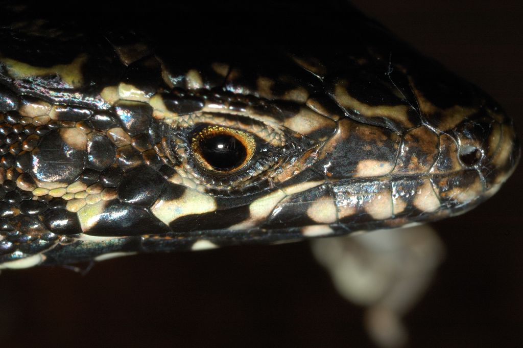 Podarcis muralis in primo piano