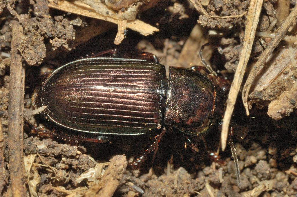 Quale carabide? - Prob. Harpalus distnguendus