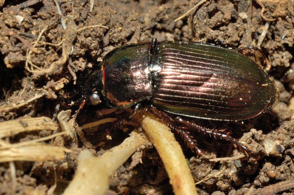 Quale carabide? - Prob. Harpalus distnguendus