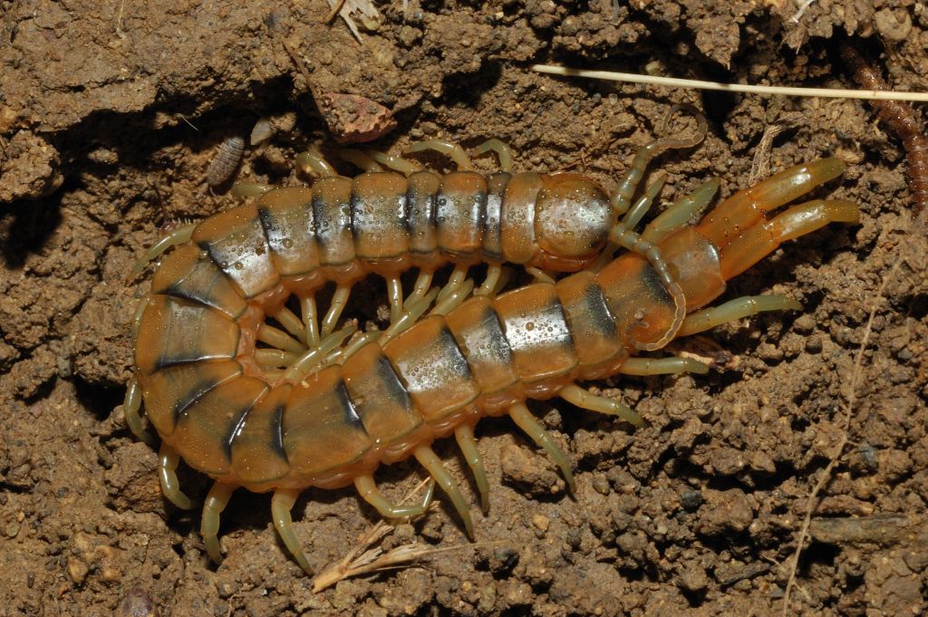 Scolopendra cingulata