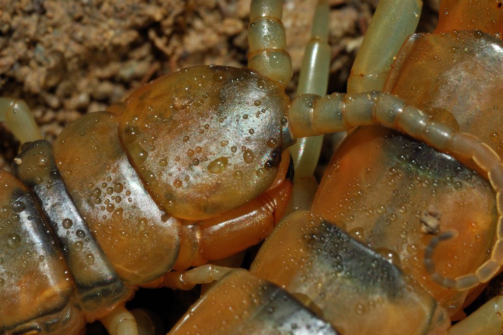 Scolopendra cingulata