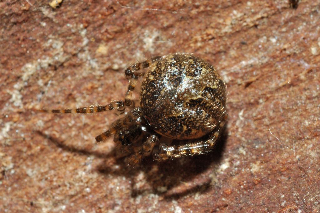 Theridion sp.; Leviellus sp./Stroemiellus stroemi