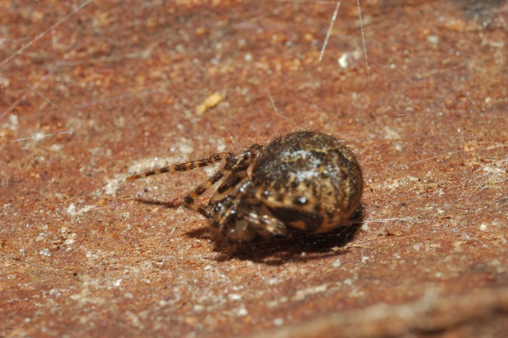 Theridion sp.; Leviellus sp./Stroemiellus stroemi