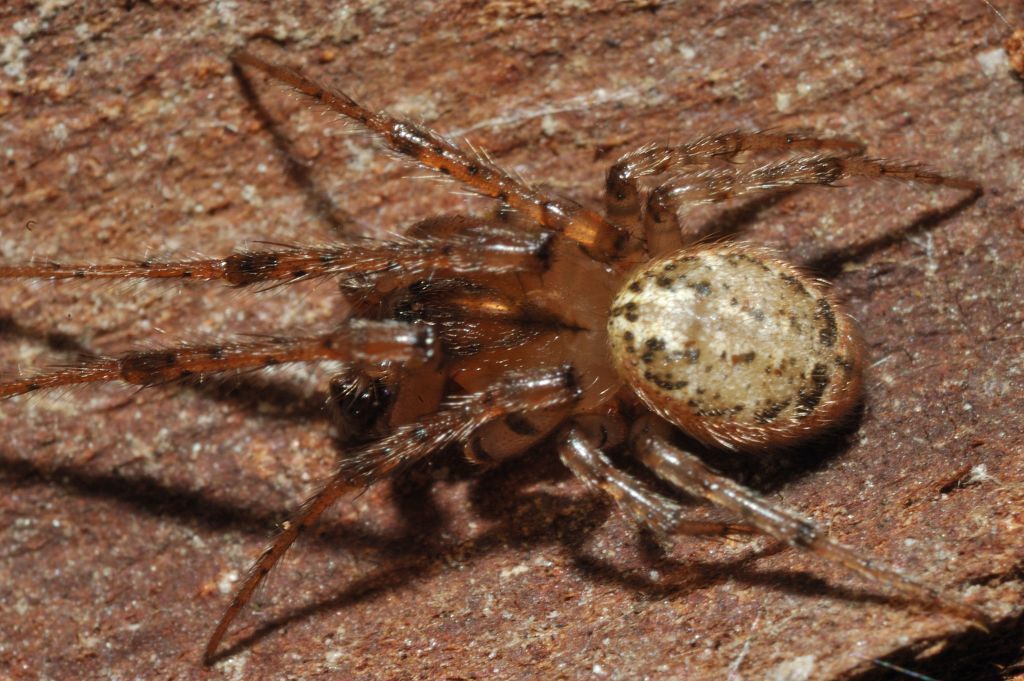 Theridion sp.; Leviellus sp./Stroemiellus stroemi