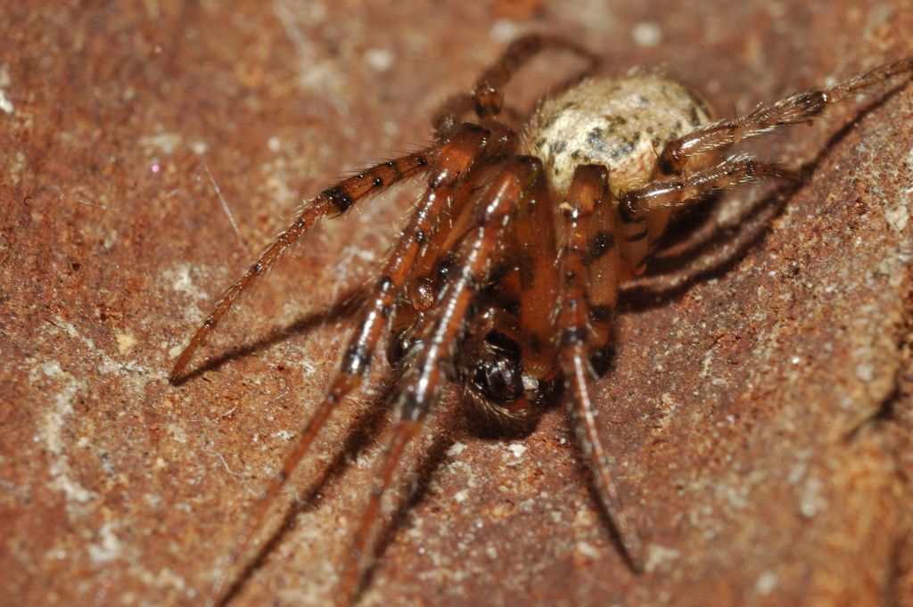 Theridion sp.; Leviellus sp./Stroemiellus stroemi