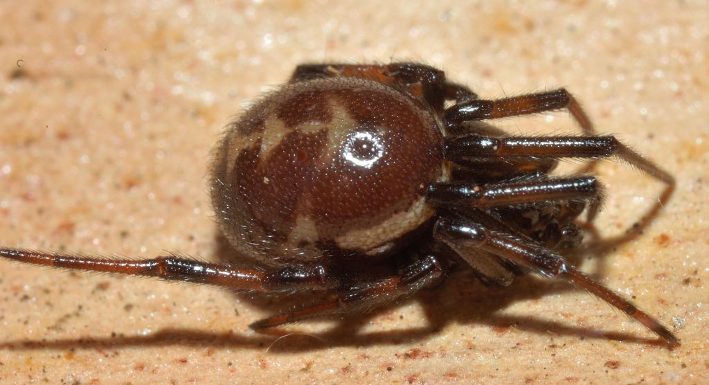 Steatoda nobilis