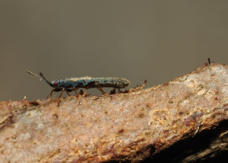 Lygaeidae: Ischnodemus sp. di Ostia