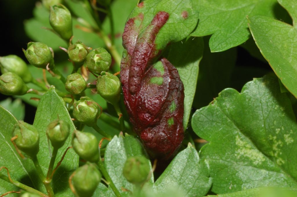 Galla su biancospino