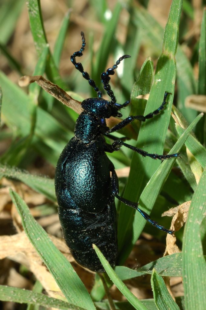 Meloe proscarabaeus e altro Meloe sp.