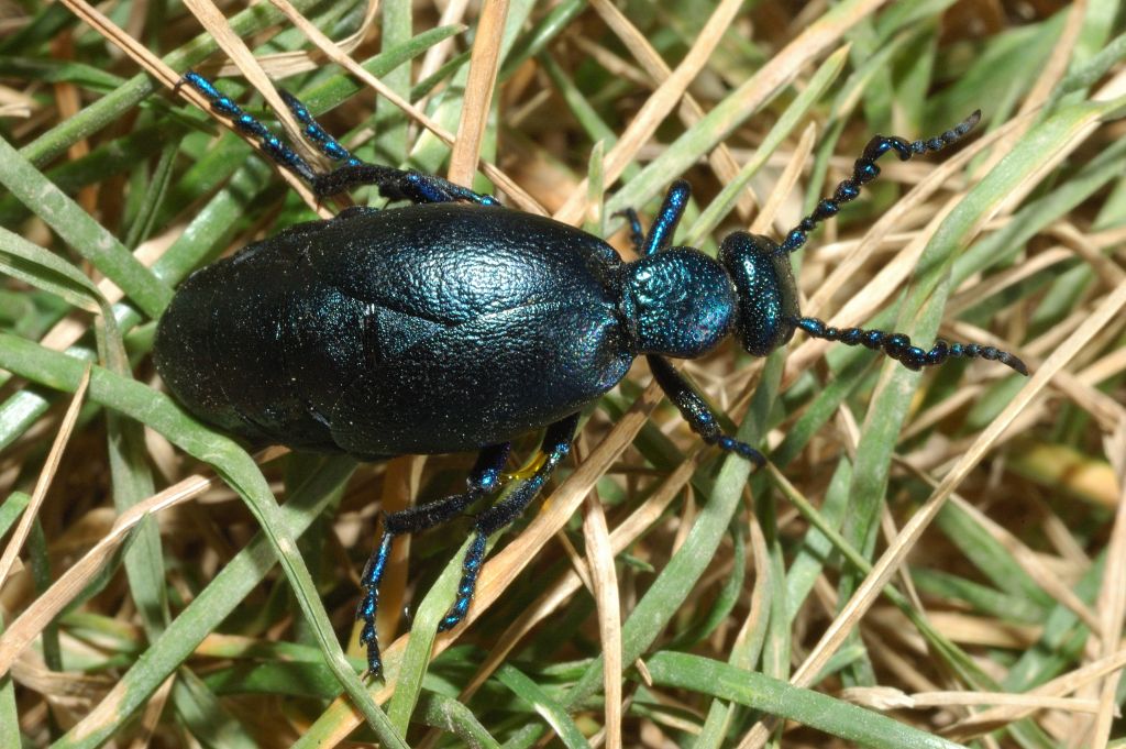 Meloe proscarabaeus e altro Meloe sp.