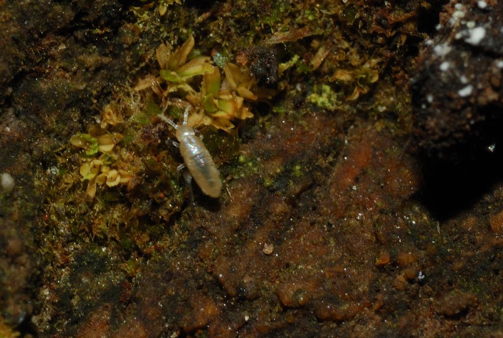 Minuscolo collembolo: probabile Onychiurus sp.(Onychiuridae)