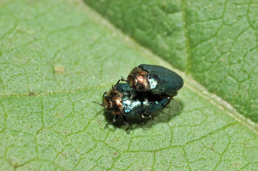 Buprestidae: Trachys troglodytiformis? S.