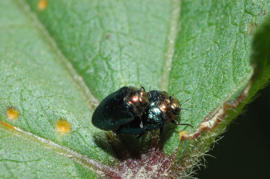 Buprestidae: Trachys troglodytiformis? S.