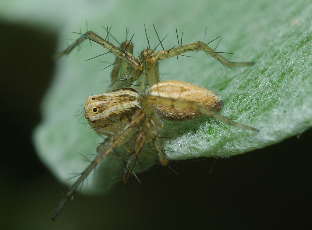 Oxyopes lineatus