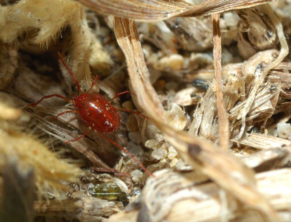 Acaro rosso dalle lunghe zampe: Erythreidae