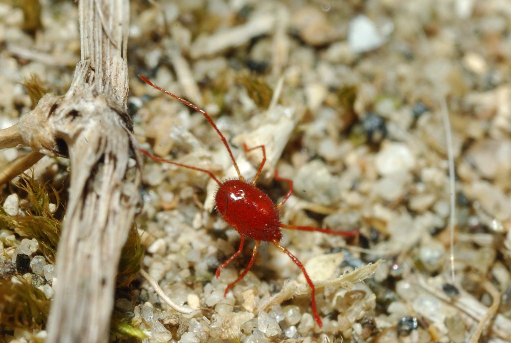 Acaro rosso dalle lunghe zampe: Erythreidae