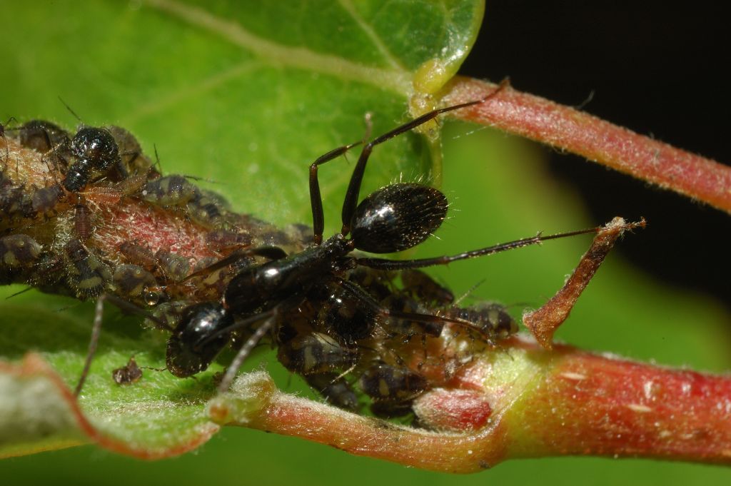 Formica (operaia minore di Camponotus sp.) con afidi