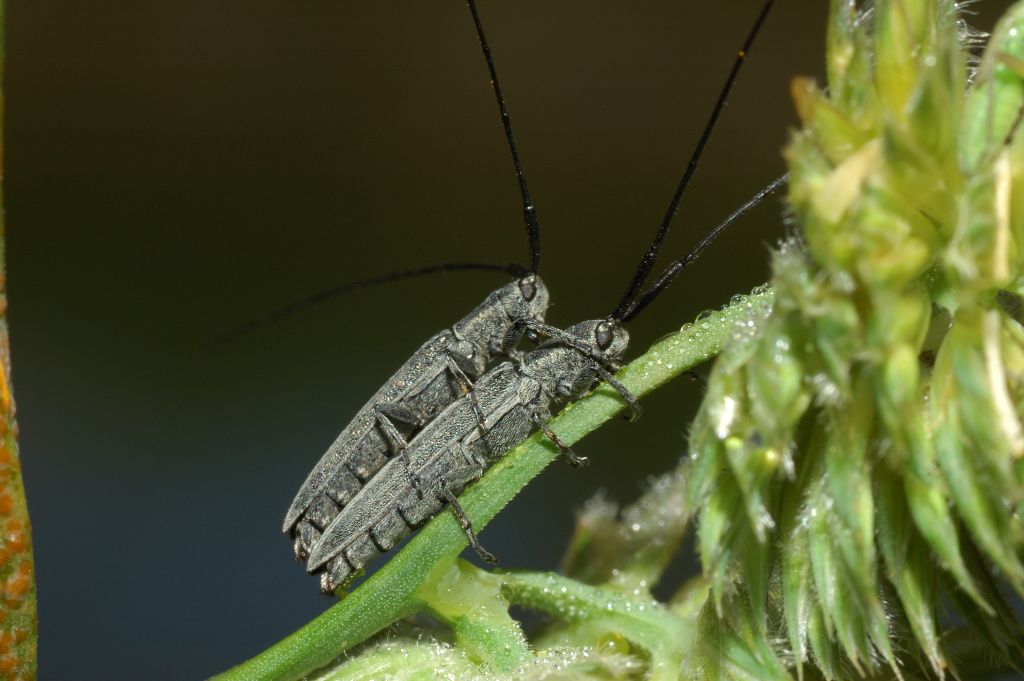 Agapanthia ? No. Calamobius filum