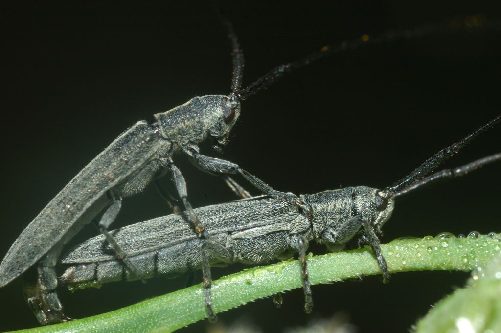 Agapanthia ? No. Calamobius filum