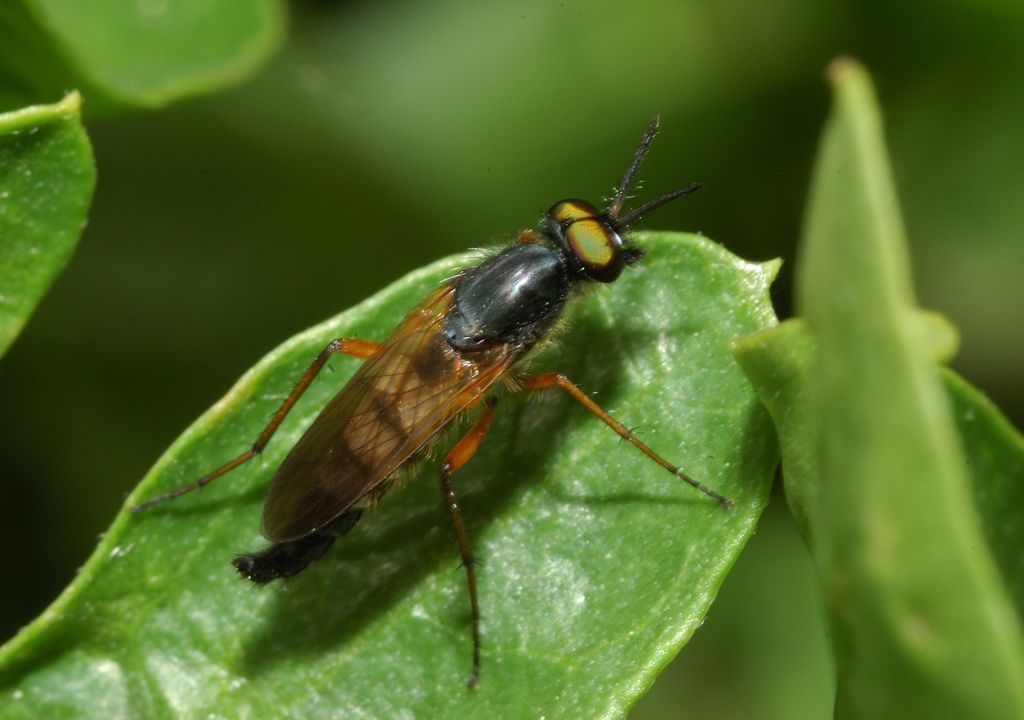 Occhi verdi: Therevidae: cfr. Euphycus dispar