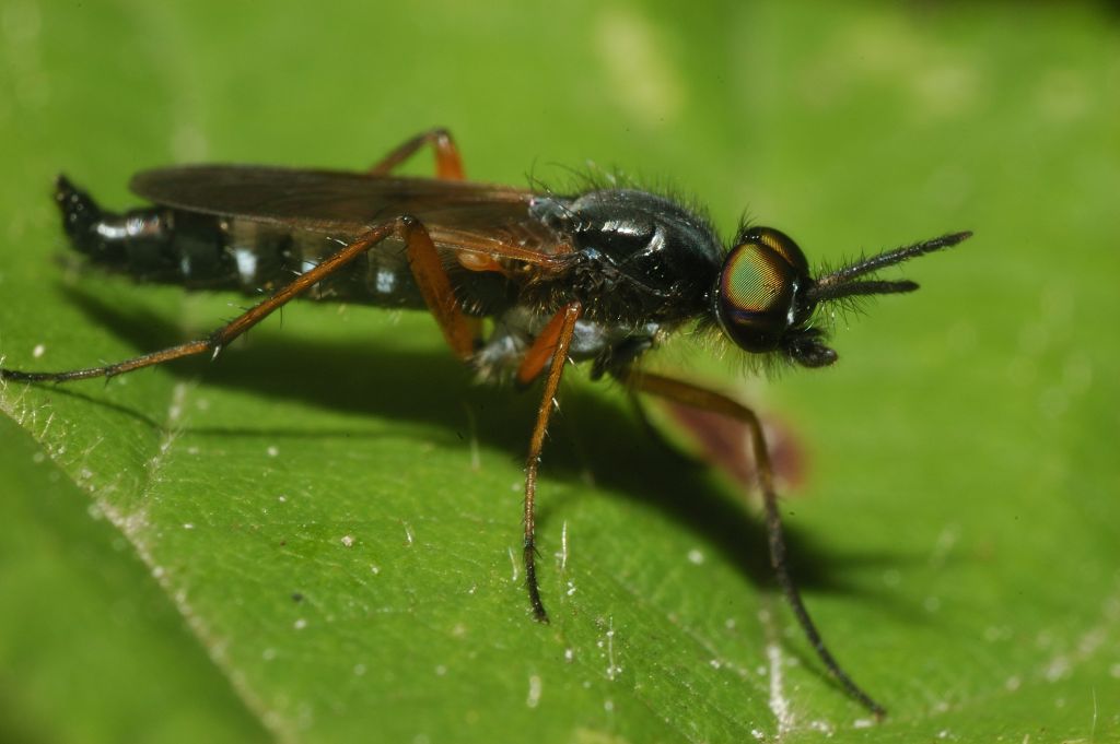 Occhi verdi: Therevidae: cfr. Euphycus dispar