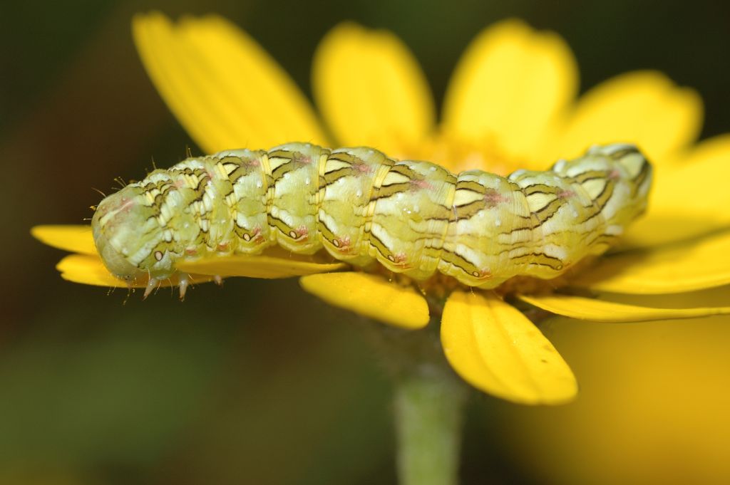 Cucullia (Cucullia) chamomillae