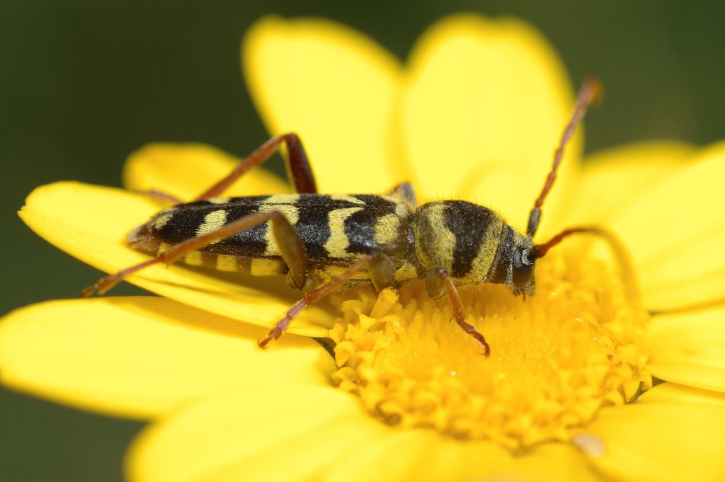 Chlorophorus varius? No. Plagionotus floralis