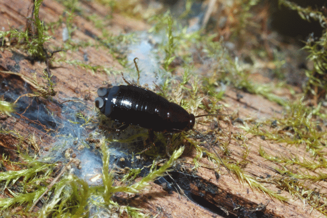 Loboptera decipiens (Germar 1817)