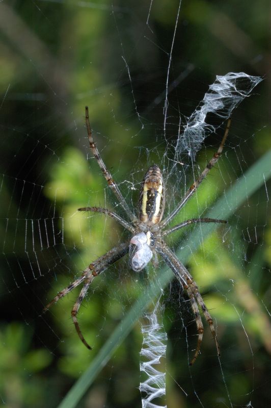 Giovane Argiope bruennichi