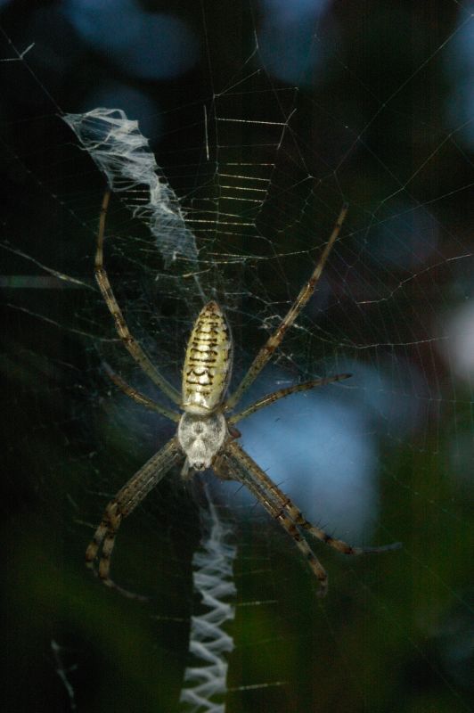 Giovane Argiope bruennichi