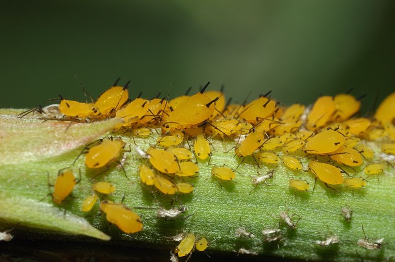 Gli afidi e la larva di coccinella