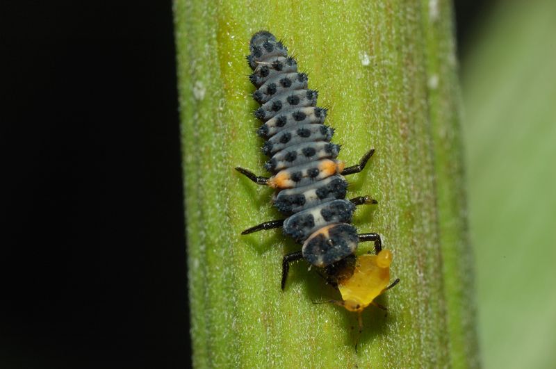 Gli afidi e la larva di coccinella