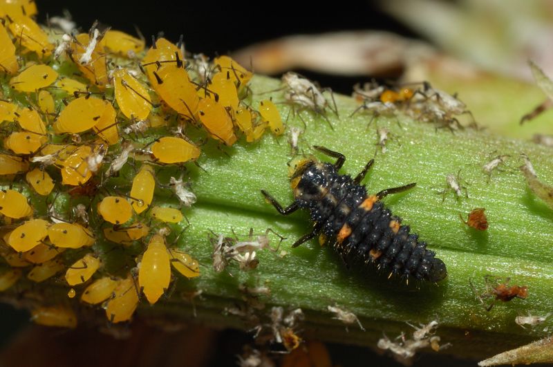 Gli afidi e la larva di coccinella