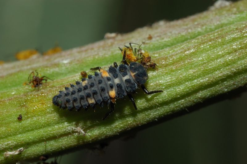 Gli afidi e la larva di coccinella