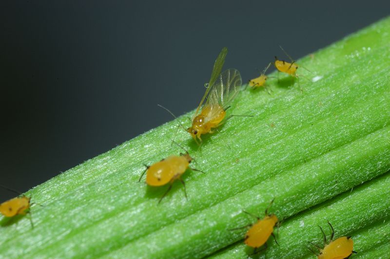 Gli afidi e la larva di coccinella