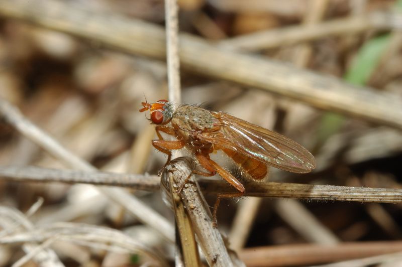 Scathophagidae:Scathophaga sp.