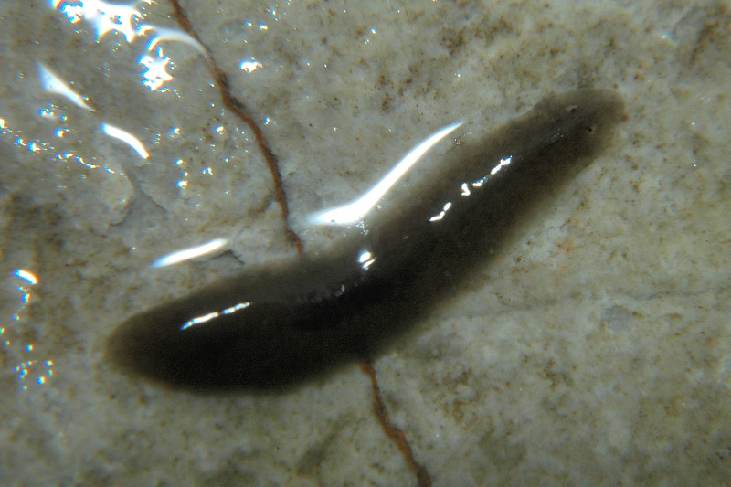 Dugesia sp.