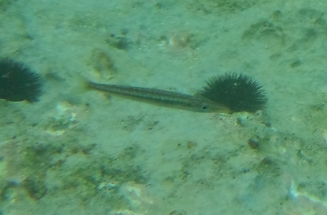 Che pesce ? (giovanile di Sphyraena sp.)