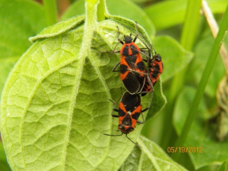 che insetti sono? Tropidothorax leucopterus (Lygaeidae)