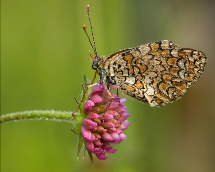 Identificazione farfalla - Melitaea phoebe