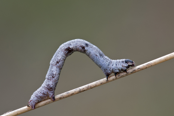 Identificazione bruco