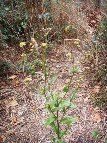 Erigeron annuus