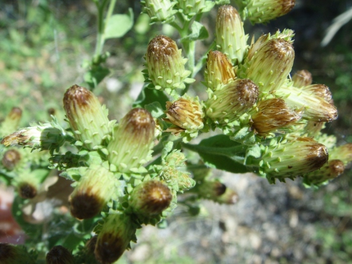 Hieracium umbellatum ? no, Inula conyzae