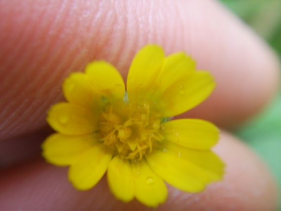 Composita stolonifera - Calendula arvensis